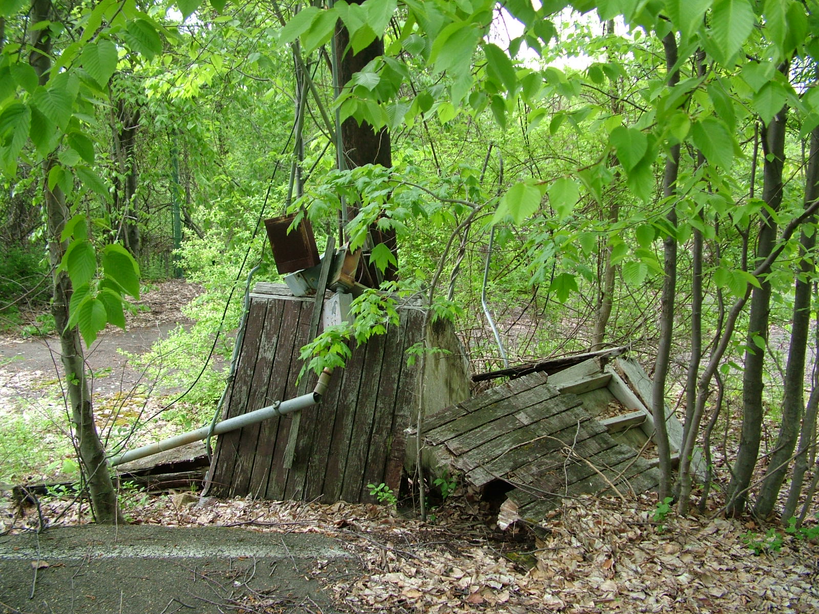 More Jungle Habitat Pictures